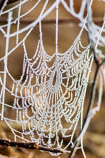 pavučina, web, mráz, led, zamrzlý, jinovatka, Studený, zimní, pavoučí síť, Příroda, detailní