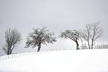 sníh, bílý, zimní, ranč, ovce, strom, chladné počasí, Krásná, Příroda, Vánoce, čistě bílé