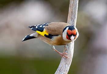 ptak, szczygieł, ornitologia, gatunki, fauna, ptaków, dzikiej przyrody, dziób, zwierzę, carduelis carduelis, upierzenie