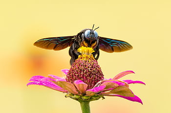 včela, hmyz, opylit, květinové pozadí, opylování, květ, okřídlený hmyz, křídla, Příroda, hymenoptera, květinové tapety