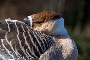 bird, ornithology, nature, goose, species, fauna, avian, animal, beak, wildlife, knob Goose