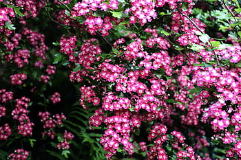 hawthorn, pink, plant, beautiful Flowers, flowers, spring, tree, bloom, nature, flower Wallpaper, garden