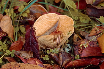 houba, disk houba, podzim, houba na mytí, lesní houby, agaric, obrazovka houba, Typ houby, lamely, Příroda, listy