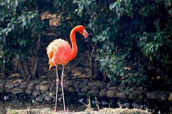 oranžový plameňák, Závalný plameňák, svěží zeleň, Klidné venkovní nastavení, skály a voda, Flamingo v přírodě, růžový plameňák, fotografování divoké zvěře, přirozené prostředí, fotografování ptáků, klidné prostředí