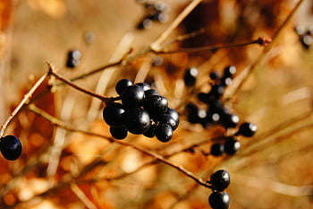 ostružiny, zralé černé bobule, detail, přírodní pozadí, větev, živý, venkovní, ovoce, rostlina, bobule, přírodní