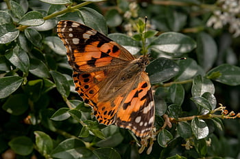dame peinte, papillon, insecte, macro, arrière-plan macro, nymphalidés, vanessa cardui, fermer, papillon sur fleur, nature macro, image macro