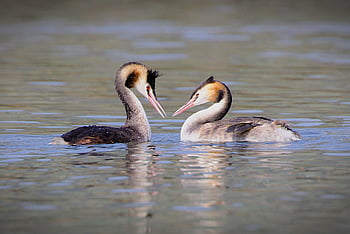 great Crested Grebe, waterfowls, birds, animals, water Birds, aquatic Birds, wildlife, swim, lake, water, nature