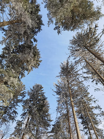 stromy, baldachýn, zimní, sníh, mráz, zamrzlý, nebe, korunu stromu, les, Příroda, baum