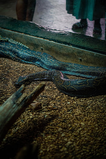 python, snake, reptile, wildlife, serpent, nature, portrait, wilderness, outdoors