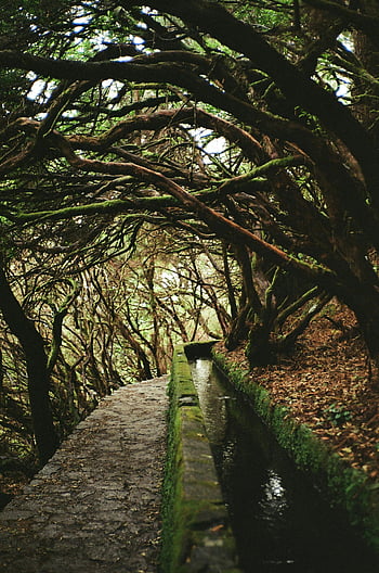 Madeira, Portugal, lush forest, levada trail, scenic pathway, enchanting forest, lush canopy, natural beauty, outdoor adventure, hiking trail, greenery