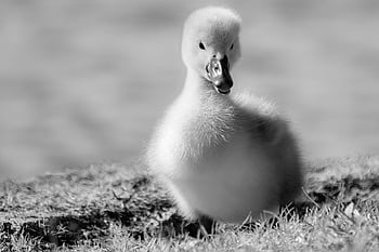 swan, duckling, chick, young Swan, water Bird, cygnet, baby, nature, fluffy, bird, cute