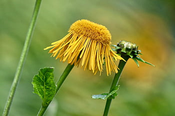 Alan, vero alant, bellissimi fiori, Inula, fiore giallo, sfondo di fiori, germoglio, carta da parati floreale, fiorire, fioritura, flora