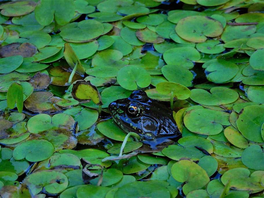 αμφίβιο, βάτραχος, λιμνούλα, είδος, πανίδα, froggy, μίνι λίμνη, βάτραχος στη λίμνη, πλωτός βάτραχος, πράσινο βάτραχο