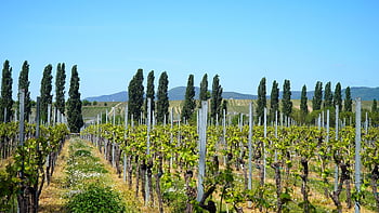 vinice, krajina, vinná réva, panoráma, palatinate
