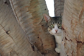cat, tree, hiding, branches, grey, cute, nature, animal, scared, curious, pet