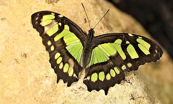 sommerfugl, natur, malakitten, siproeta stelene, dyreliv, nærbilde, makro, fly insekt, vinge