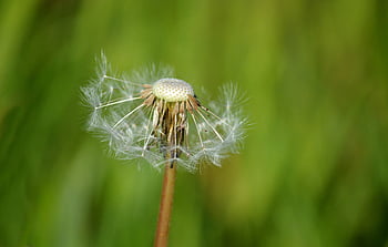 paardebloem, bloem, zaden, macro, detailopname, natuur, de lente, bloesem, bloeien, fabriek, weide