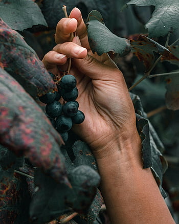 hand holding grapes, close-up grapes, lush leaves, nature's bounty, bunch of grapes, grape harvest, vineyard scene, fresh grapes, green leaves, grape picking, natural beauty