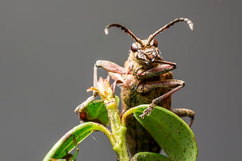 Schwarzfleckiger Longhornkäfer, Käfer, Insekt, Pest, Tier, klein, wirbellos, Gliederfüßer, Tierwelt, Natur, Makro