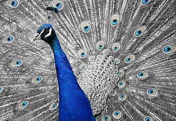 modrý páv, detailní fotografie, živé peří, selektivní barva, páv peří, barevné peří, páv ocas, Displej páv, Peacock oční skvrny, páv portrét, Pávová krása