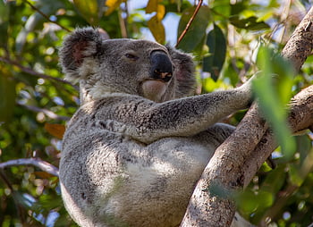 koala, Austrálie, Příroda, Queensland, vačnatec, divoký, strom, pixabay, deštný prales, ospalý