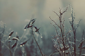 twigs, branches, web, cobweb, spider Web, plants, water Dropletas, dew, dew Drops, weeds, drip