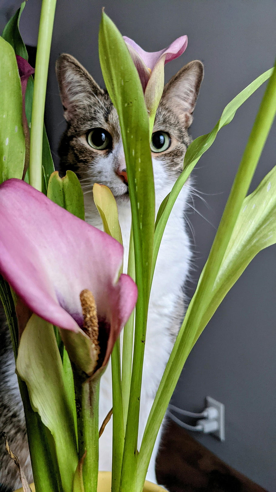white and brown cat, purple flower, calla lilies, curious cat, vibrant flowers, flora and fauna, indoor plants, pet photography, animal and nature, cute cat, flower arrangement