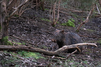 wombat, common Wombat, animal, bare-nosed Wombat, vombatus Ursinus, marsupial, mammal, herbivore, wildlife, nature, wild