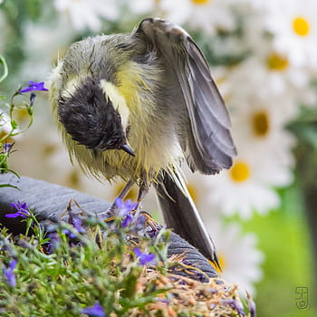 Remaja Great Tit, parus mayor, burung, Norway, kongsberg, kanon 60d, Sigma 150-500mm, taman, bertengger burung, Songbirds, eropa