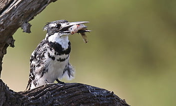 pied Kingfisher, fish, catch, bird, branch, perched, animal, wildlife, feathers, plumage, beak