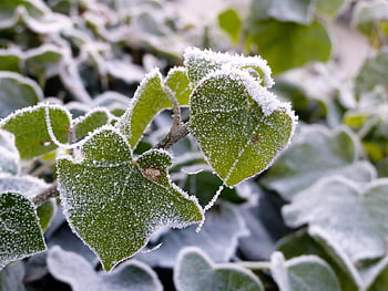 ivy, ivy Leaves, hoarfrost, frost, frost-covered, frozen, ice Cream, ice Crystals, winter, icy, cobwebs