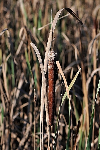 cattail, lampenputzer, reed, pond Plant, tube Piston Greenhouse