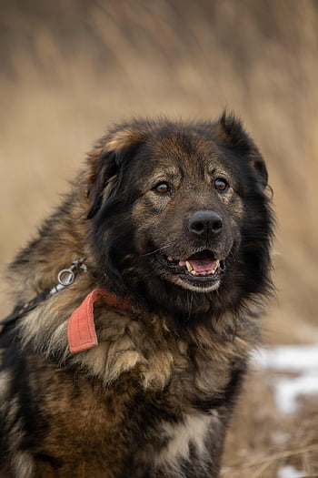 hund, sällskapsdjur, natur, adoption, rädda, söt, djur-, Šuo iš prieglaudos, priegegauda, suo, Mažas Draugas