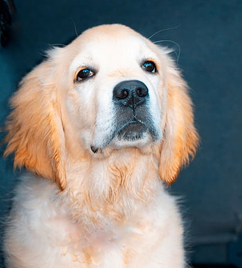 labrador, Pes, domácí zvíře, čenich, štěně, labradorský retrívr, zvíře, domácí pes, psí, savec, společník