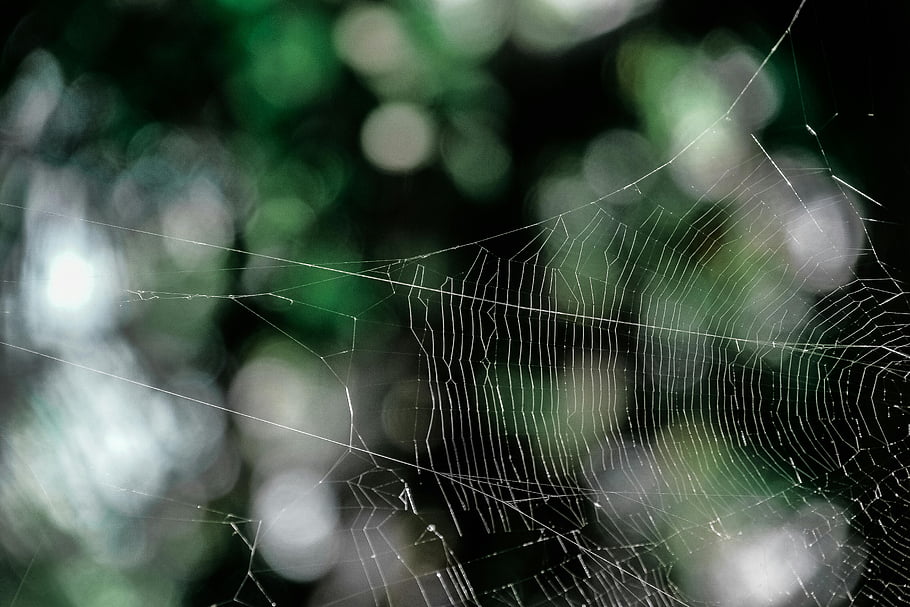 spider web, selective-focus photography, close-up, soft background, bokeh, white spider web, nature photography, macro photography, web details, natural beauty, outdoor scene
