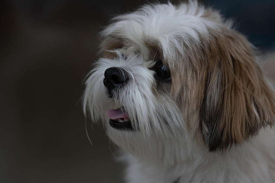 shih Tzu, dog, pet, animal, nature, iran, canine, mashhad, mostafa Meraji, canon Photography, beautiful Animals