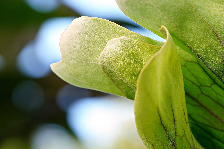 leaves, staghorn Fern, green Leaves, foliage, garden, nature, closed Up, elkhorn Fern, green, tip Of Leaves