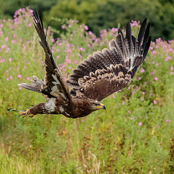 Hnědá bílá černý orel, létající orel, růžové květinové pole, barevné louky, Silný křídlo, Close-up Eagle, fotografování přírody, fotografování divoké zvěře, pták v letu, venkovní scénu, Přírodní krásy
