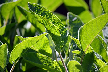 leaves, sage, culinary Herbs, plant, salvia Officinalis, evergreen, aromatic Plant, medicinal Plant, spice, real Sage, sage Leaves