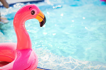 ピンクのフラミンゴフロート、 プールフロート、 夏の雰囲気、 太陽に照らされたスイミングプール、 閉じる、 ピンクのフローター、 プールサイド、 インフレータブルフラミンゴ、 ビーチおもちゃ、 プールアクセサリー、 夏のお楽しみ