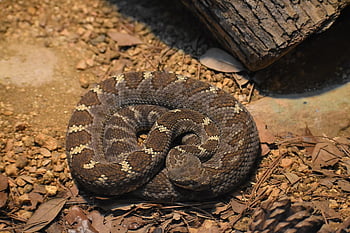 rattlesnake, snake, animal, texan Rattlesnake, diamondback Rattlesnake, reptile, viper, wildlife, nature, sneaky, fast