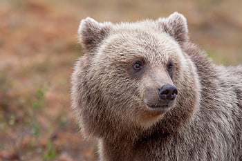 Medvěd hnědý, medvěd, zvíře, dravec, nebezpečný, savec, Příroda, volně žijících živočichů, fotografování zvířat, ursus arctos, les