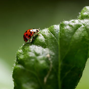 ladybug, insect, beetle, lucky Charm, useful, coccinellidae, lice Enemy, entomology