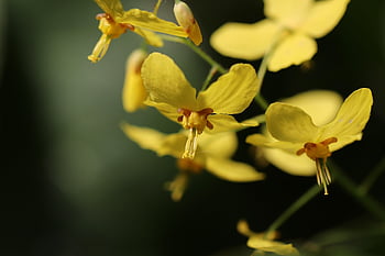 Elfská květina, epimedium, květy, žluté květy, Ponožkové květiny, kryt země, schattenpflanze, rodina Barberry, okvětní lístky