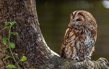 tawny owl, sova, strom, posazený, raptor, dravý pták, peří, ave, ptačí, ornitologie, pozorování ptáků