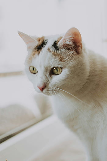 chat blanc et brun, photo portrait, charmant, curieuse, comportement calme, chat blanc, portrait de chat, photographie d'animaux, photographie animalière, chat d'intérieur, chat plot-up