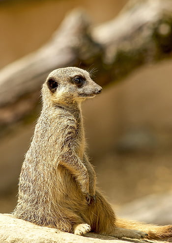 dier, meerkat, zoogdier, natuur, charmant, aandacht, bewaker, nieuwsgierig