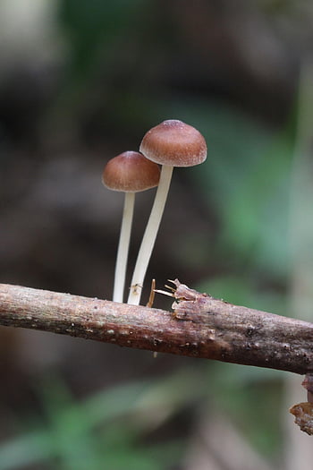 mushroom, fungi, leaf, forest, rainy Season, tropical, tropical Forest, natural