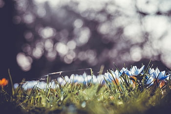 krokusy, jarní květiny, krokus, brzy bloomer, květ, crocus louka, předzvěst jara, podsvícení, začátek jara, rostlina, jarní louka