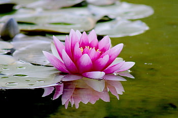pink water lily, lotus flower, tranquil pond, vibrant pink, flower reflection, close-up, pond surface, water lily, lotus, pink flower, tranquil water